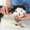 NYLABONE ADV  ORAL CARE CAT DENTAL KIT NPD901P