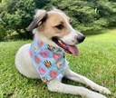 BANDANA DONAS S-M