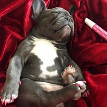 PAWDICURE PEN AZUL