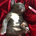 PAWDICURE PEN AZUL