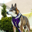 COASTAL HARNESS  INSPIRE PURPLE LARGE 1"