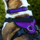 COASTAL HARNESS  INSPIRE PURPLE LARGE 1"