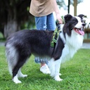 HARNESS CAMO GREEN L/XL DOGNESS