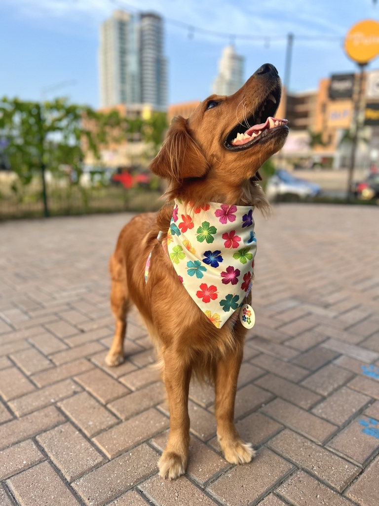 BANDANA FLORES HAWAIANAS XXS-XS