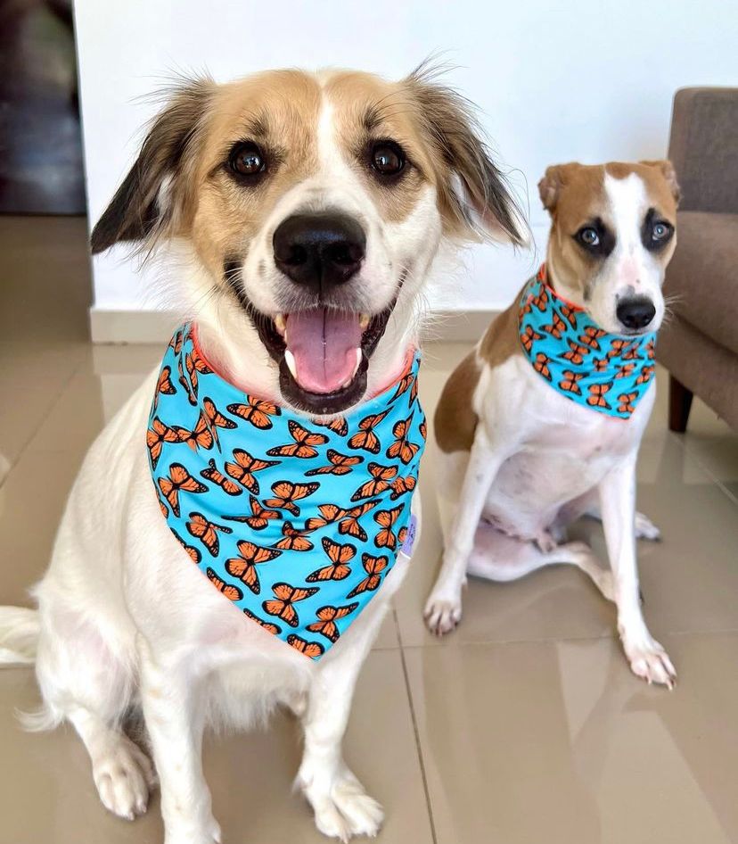 BANDANA MARIPOSAS S-M