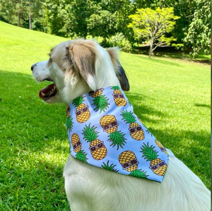 BANDANA PIÑAS L-XL