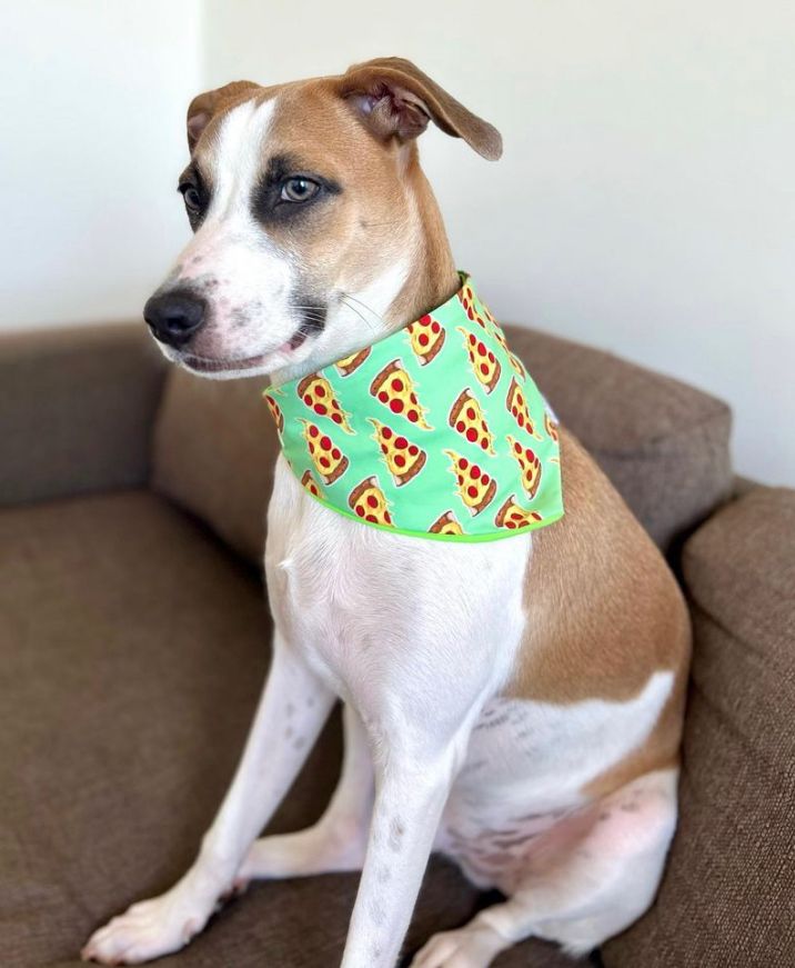 BANDANA PIZZA L-XL