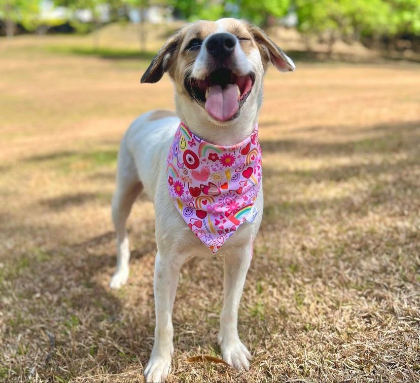 BANDANA GIRLY VIBES BANDANA ROSA L-XL