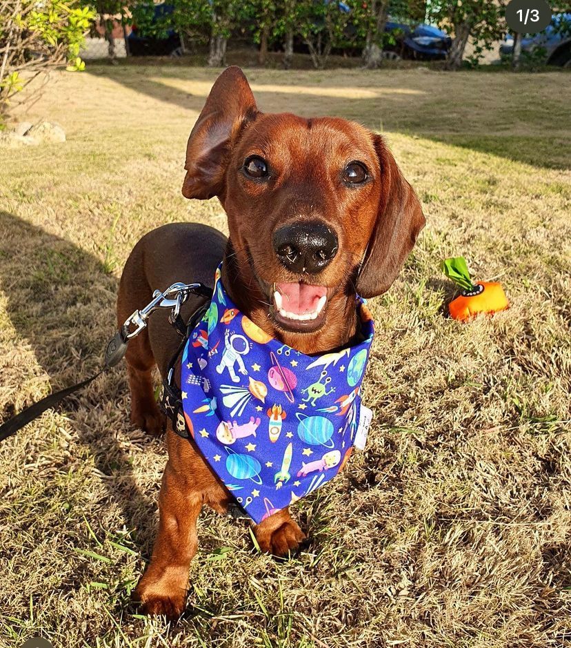 BANDANA ESPACIO L-XL