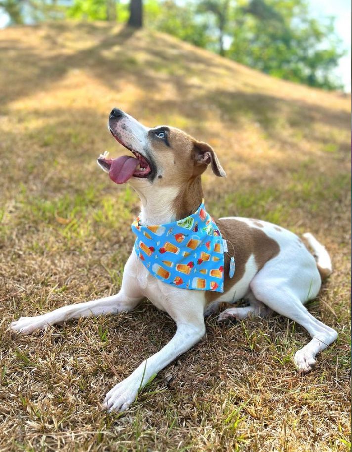 BANDANA COCTELES L-XL