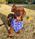 BANDANA ESPACIO L-XL